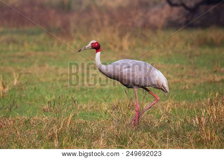 Sarus Crane (grus Antigone) In Keoladeo Ghana National Park, Bharatpur, Rajasthan, India. Sarus Cran