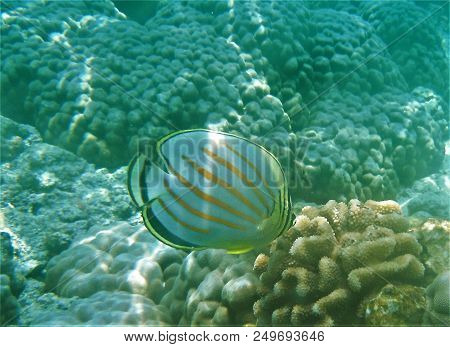 Ornate Butterfly Fish Swimming Over Coral Heads With Sunlight And Shadows In The Water