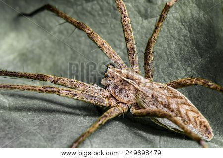 Abstract Macro Photo With Spider - Pisaura Mirabilis - Poland - Macro - Closeup