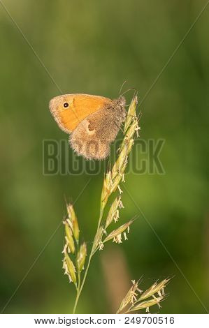 Beautiful Nature Scene With Butterfly Small Heath (coenonympha Pamphilus). Macro Shot Of Butterfly S