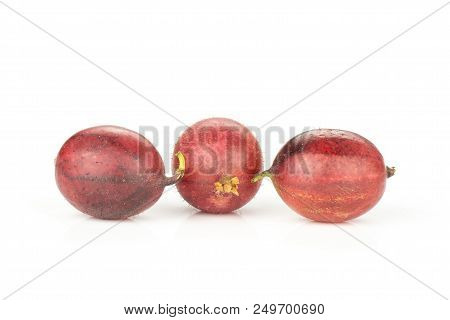 Group Of Three Whole Fresh Red Gooseberry Hinnomaki Variety Isolated On White