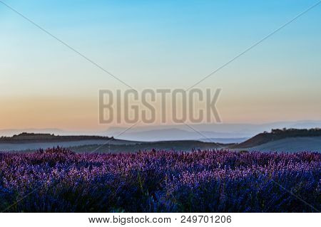 Summer Background: Lilac Blossom Of Levender Field Lit By Golden Sunset Light. Selective Focus. Copy