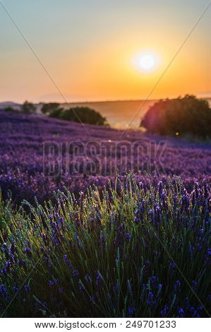 Summer Background: Lilac Blossom Of Levender Field Lit By Golden Sunset Light. Selective Focus. Copy