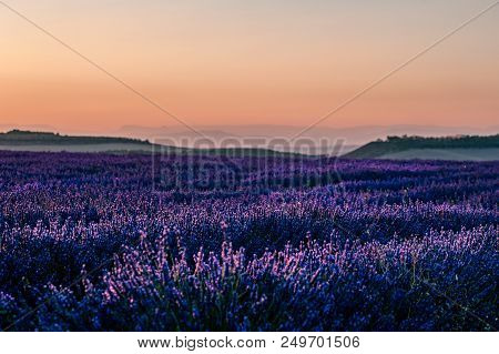 Summer Background: Lilac Blossom Of Levender Field Lit By Golden Sunset Light. Selective Focus. Copy