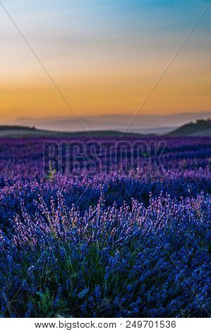 Summer Background: Lilac Blossom Of Levender Field Lit By Golden Sunset Light. Selective Focus. Copy