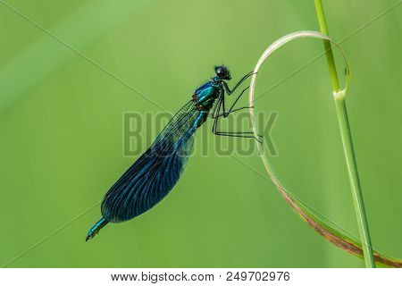 Beautiful Nature Scene With Banded Demoiselle (calopteryx Splendens). Macro Shot Of Banded Demoisell