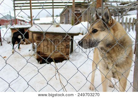 dog in the aviary in winter on the street