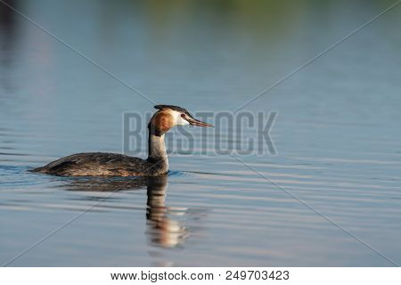 Beautiful Nature Scene With Great Crested Grebe (podiceps Cristatus). Great Crested Grebe (podiceps 