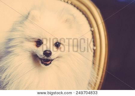 A Cute Pomeranian Dog Lounging On A Leather Armchair In The Beauty Salon For Dogs. Tomed Image. Spit