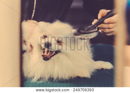 Pomeranian Dog On The Table For Grooming In Salon For Dogs. Toned Image. The Concept Of Popularizing