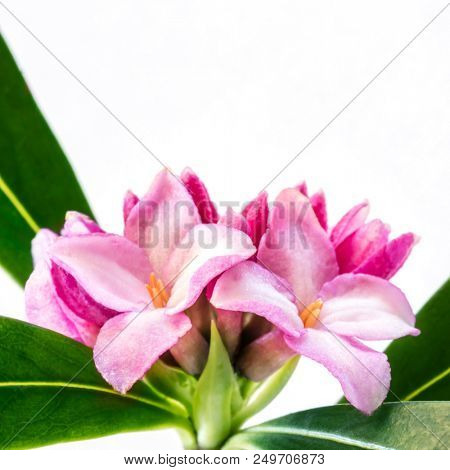 Daphne flower, isolated on white.
