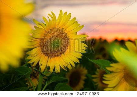 Sunflower At Sunset / Bright Sunflower On Vaughan Of A Beautiful Sunset