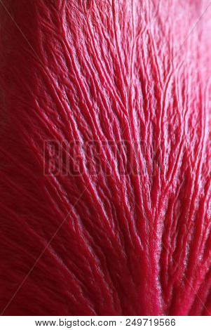Texture of red leaf. Macro vien petal.