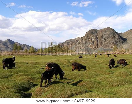 Mongolia Natural Landscapes, Surrounded By Mountains And Rocks And Wild Goats