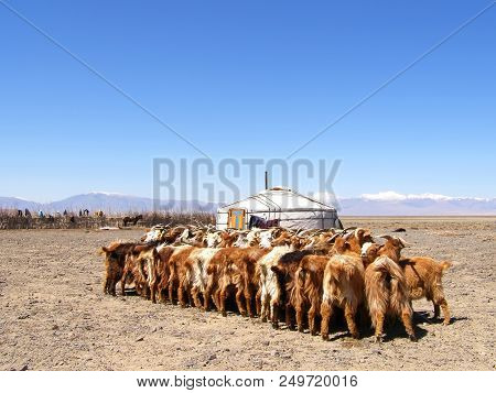 Traditional Dwelling Of Mongolian Nomadic Yurt In May And Herd Of Goats
