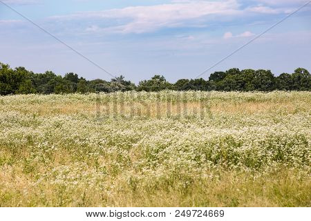 Beautiful Field Under A Blue Sky On A Sunny Summer Day In Marshall Virginia In Fauquier County.