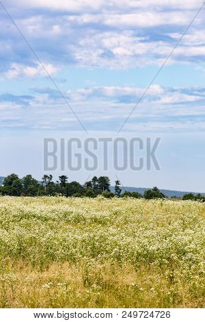 Beautiful Field Under A Blue Sky On A Sunny Summer Day In Marshall Virginia In Fauquier County.