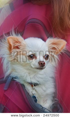 Long Haired White Chihuahua Dog In Backpack