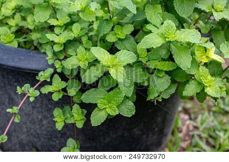 Closeup Photo Of Peppermint In The Pot. It Has Several Dietary Uses And Health Benefits.