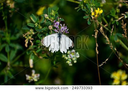 A Cabbage White Butterfly Collecting Nectar On Wild Grass Flowers