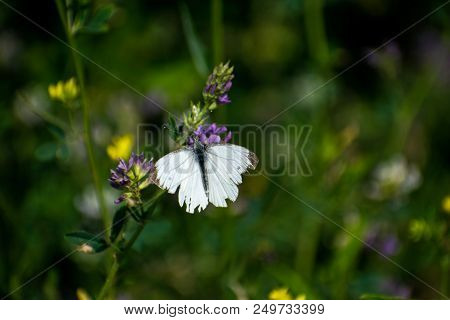 A Cabbage White Butterfly Collecting Nectar On Wild Grass Flowers
