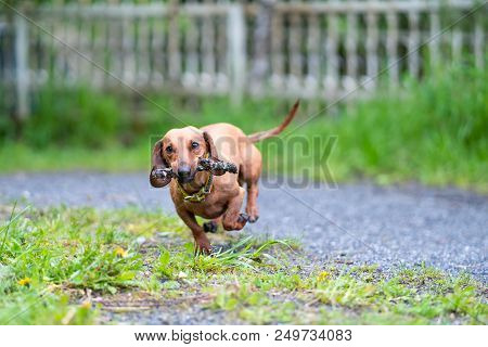 Dog Running With Stick. Playful Dog Running With Stick