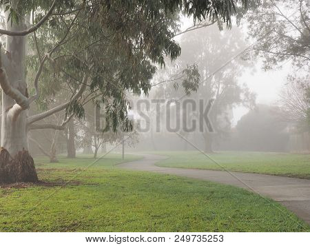 Creepy Dark Bike Path With Tree Line And Heavy Fog, Melbourne, Australia, 2018