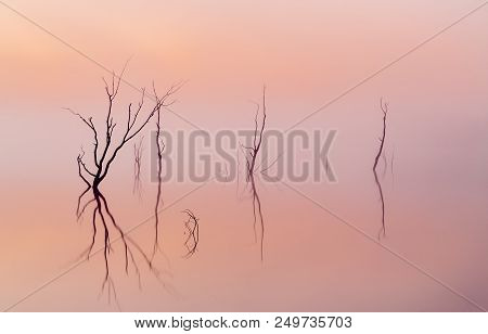 Twisted Trees Rise From The Lake Amidst Fog Coloured By The Sunrise