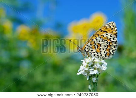 Bright Butterfly On A Meadow. Brush-footed Butterflies. Copy Spaces.