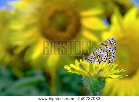 Bright Butterfly On A Meadow. Brush-footed Butterflies. Copy Spaces.