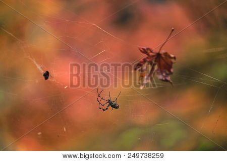 Closeup Of Creepy Spider In Spiderweb Waiting To Trap Prey