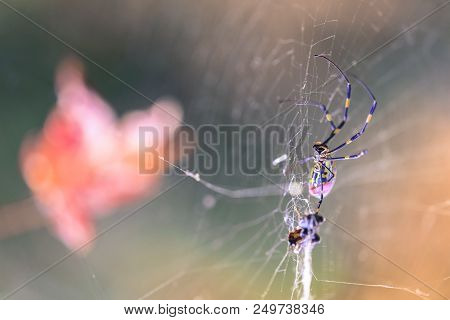 Closeup Of Creepy Spider In Spiderweb Waiting To Trap Prey