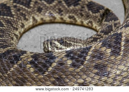 Closeup Shot Of A Eastern Diamondback Rattlesnake