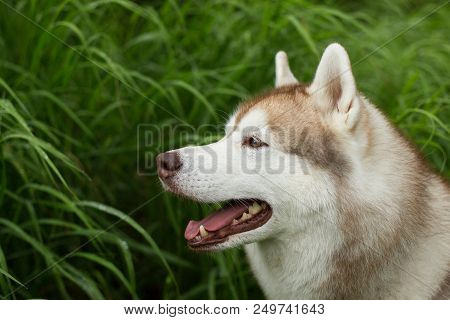 Close-up Portrait Of Serious Beige Dog Breed Siberian Husky With Tonque Hanging Out Sitting In The H