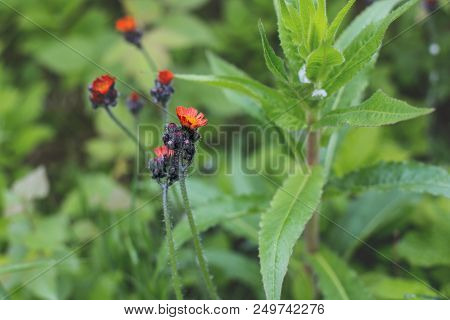 Close-up Image Of Bright Orange Hawkweed Flowers Also Known Fox-and-cubs In Bloom, Wild Ornamental F