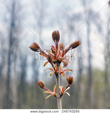 Expands Bud Maple Woods In The Spring.