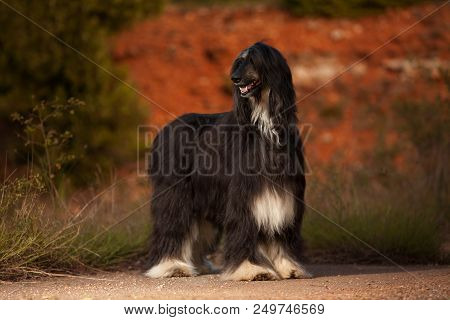 Stylish Dog Breed Afghan Hound Stands In Nature