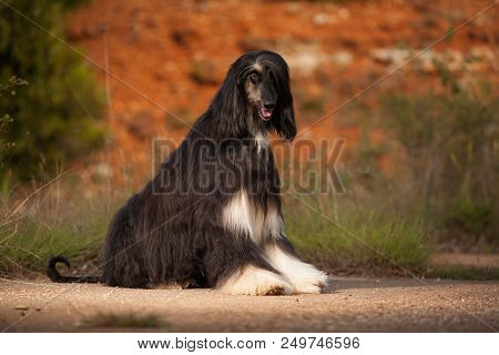 Beautiful Dog Breed Afghan Hound Sitting In Nature