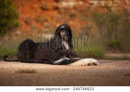 Stylish Dog Breed Afghan Hound Posing While Lying
