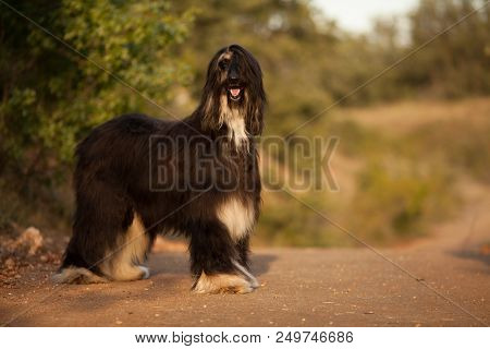 Stylish Dog Breed Afghan Hound Stands In Nature