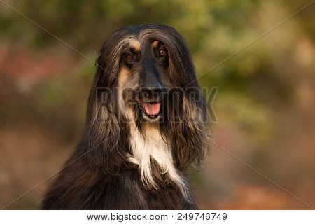 Stylish Dog Breed Afghan Hound Posing While Lying