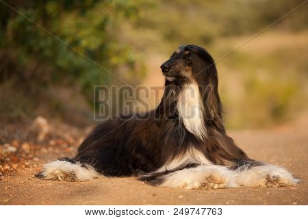 Stylish Dog Breed Afghan Hound Posing While Lying