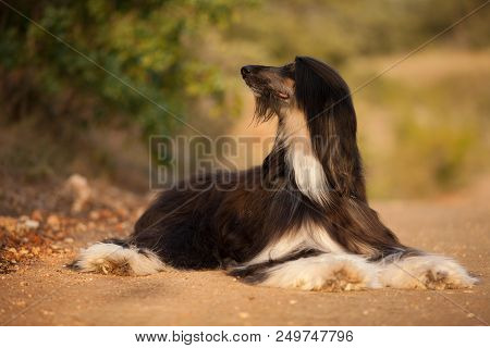 Stylish Dog Breed Afghan Hound Posing While Lying