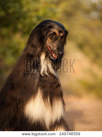 Beautiful Dog Breed Afghan Hound Sitting In Nature