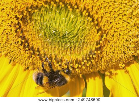 Bumble Bee Feeding On A Vibrant Yellow Sunflower Which Is In Full Bllom.  The Bee Has Particles Of P