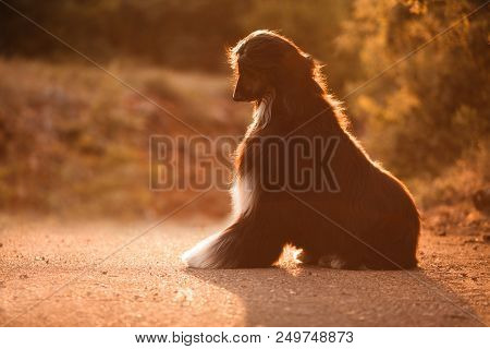 Beautiful Dog Breed Afghan Hound At Sunset