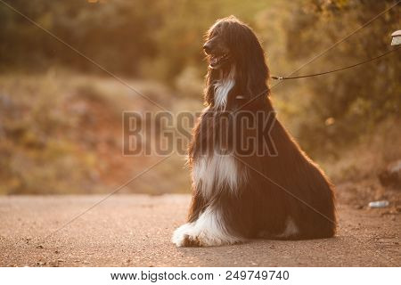 Beautiful Dog Breed Afghan Hound At Sunset