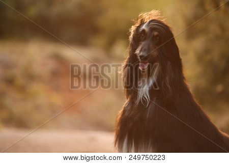 Beautiful Dog Breed Afghan Hound At Sunset