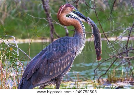 Portrait Of A Satisfied Bird. Goliath Heron With Fish. Baringo Lake, Kenya.