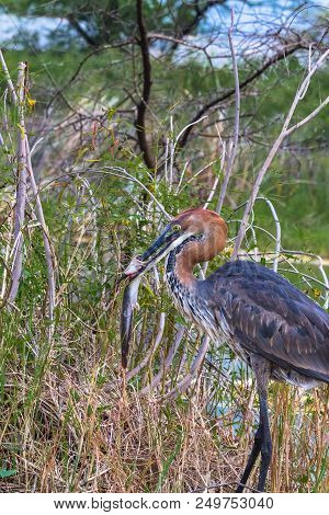 Successful Fishing. Goliath Heron With Fish. Baringo Lake, Kenya
